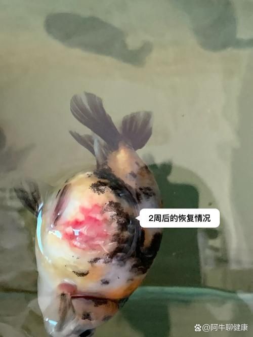 魚充血的圖片，魚充血常見病因與處理方案對照表