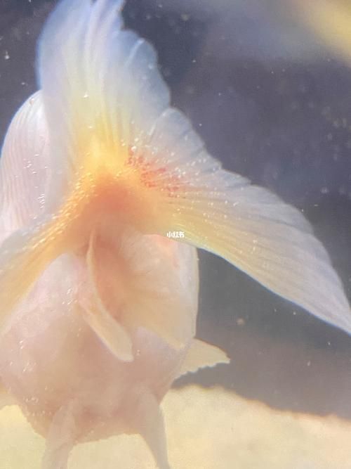魚充血的圖片，魚充血常見病因與處理方案對照表