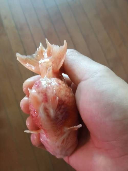 魚充血的圖片，魚充血常見病因與處理方案對照表