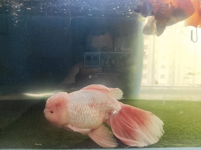 魚充血的圖片，魚充血常見病因與處理方案對照表