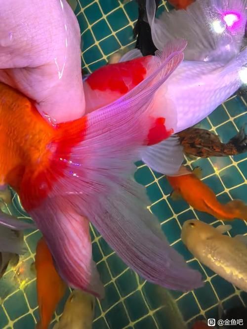 魚充血的圖片，魚充血常見病因與處理方案對照表
