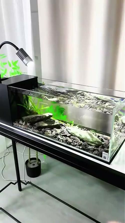超白玻璃魚缸有哪些品牌推薦？，超白玻璃老牌魚缸有哪些品牌推薦 超白玻璃魚缸有哪些品牌推薦？，超白玻璃老牌魚缸有哪些品牌推薦 龍魚百科 第15張