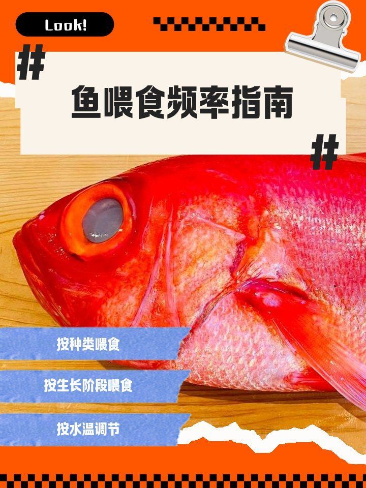 金龍魚一天應該吃多少次食物？，金龍魚一天喂多少次食物金龍魚一天喂多少次食物