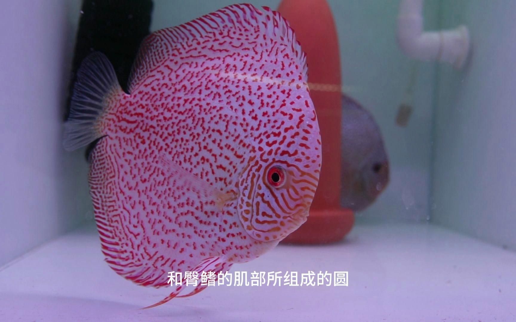 如何判斷七彩神仙魚的品相？，判斷七彩神仙魚的品相主要從以下幾個方面進行判斷