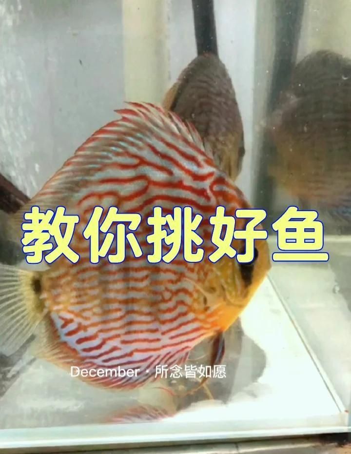如何判斷七彩神仙魚的品相？，判斷七彩神仙魚的品相主要從以下幾個方面進行判斷