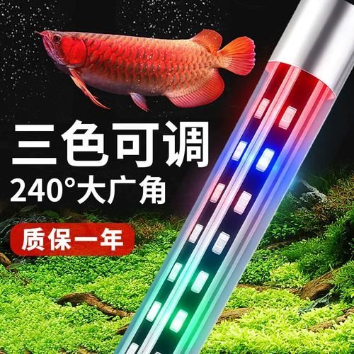 龍魚體色如何增艷？，如何讓龍魚體色更加鮮艷奪目 龍魚體色如何增艷？，如何讓龍魚體色更加鮮艷奪目 龍魚百科 第9張