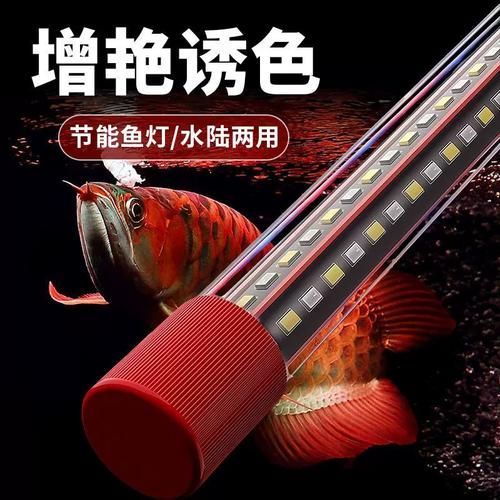 龍魚體色如何增艷？，如何讓龍魚體色更加鮮艷奪目 龍魚體色如何增艷？，如何讓龍魚體色更加鮮艷奪目 龍魚百科 第10張