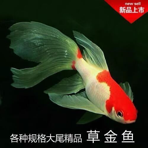 如何預防龍魚吃活魚被卡住? 龍魚百科 第4張 如何預防龍魚吃活魚被卡住? 如何預防龍魚吃活魚被卡住? 龍魚百科 第4張
