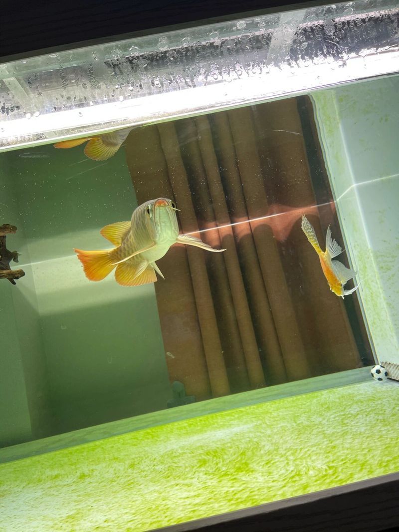 如何判斷紅龍魚是否處于“老頭魚”狀態？，如何判斷紅龍魚是否處于“老頭魚”狀態