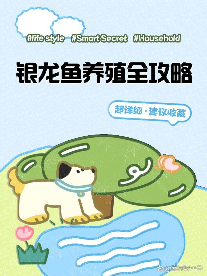 銀龍魚(yú)飼養(yǎng)需要哪些設(shè)備