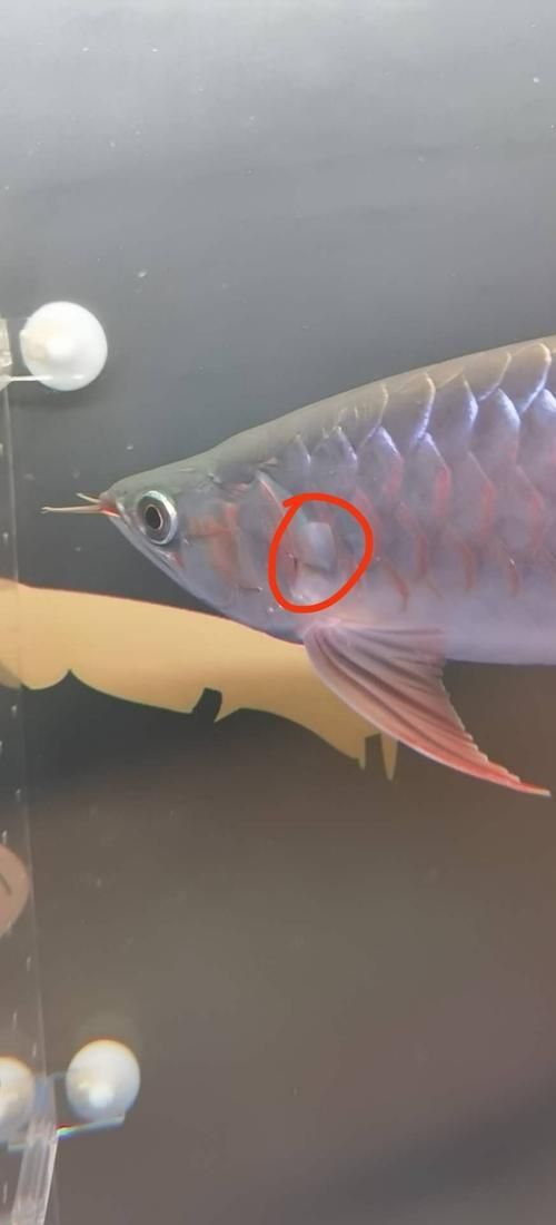 如何判斷紅龍魚鰓蓋恢復情況，arxiv論文助手判斷紅龍魚鰓蓋恢復情況的判斷標準