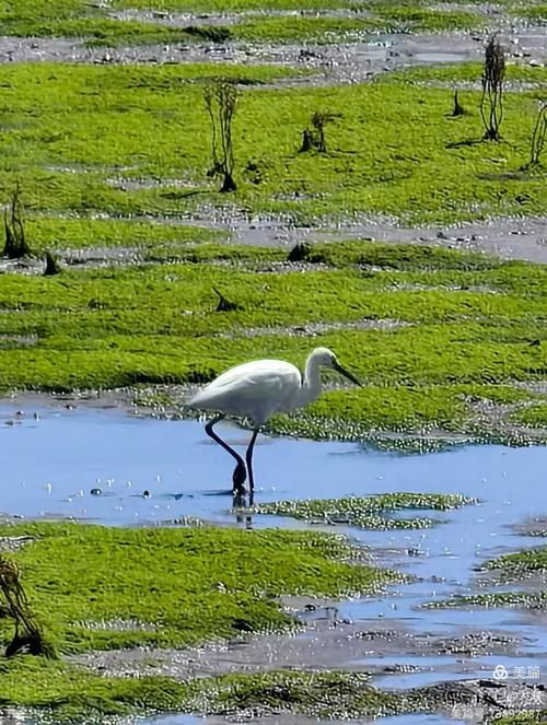 鷹手營子礦龍魚的血統(tǒng)如何?,“鷹手營子礦龍魚的血統(tǒng)主要來源于中國北方地區(qū)的血統(tǒng) 龍魚百科 第6張 鷹手營子礦龍魚的血統(tǒng)如何?,“鷹手營子礦龍魚的血統(tǒng)主要來源于中國北方地區(qū)的血統(tǒng) 鷹手營子礦龍魚的血統(tǒng)如何?,“鷹手營子礦龍魚的血統(tǒng)主要來源于中國北方地區(qū)的血統(tǒng) 龍魚百科 第6張