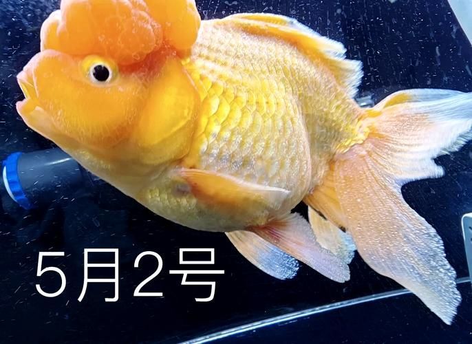 金龍魚病有哪些癥狀，/金龍魚病的癥狀詳解：亡率高,多發于水溫