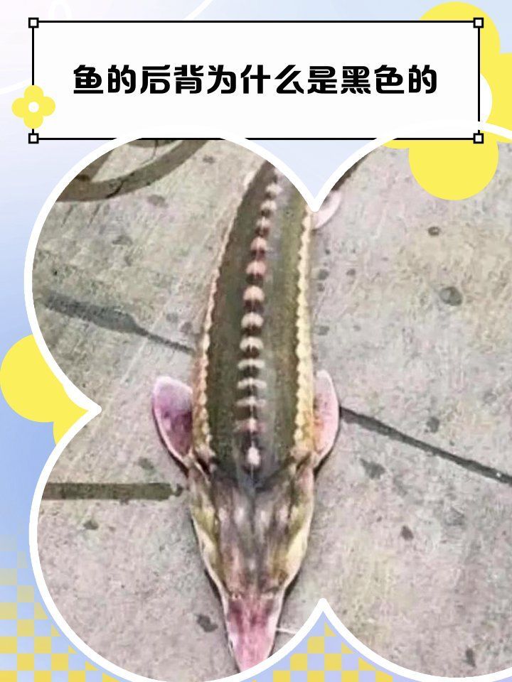 龍魚背上發黑會自行緩解嗎，龍魚背上發黑會自愈嗎，龍魚背上發黑會自行緩解嗎 龍魚背上發黑會自行緩解嗎，龍魚背上發黑會自愈嗎，龍魚背上發黑會自行緩解嗎 龍魚百科 第1張