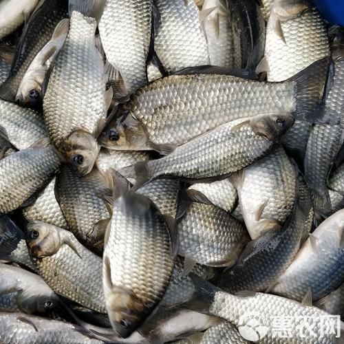 能否提供更多關(guān)于西安魚苗批發(fā)的圖片 能否提供更多關(guān)于西安魚苗批發(fā)的圖片 龍魚百科 第7張