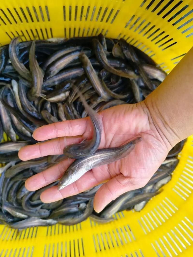 能否提供更多關(guān)于西安魚苗批發(fā)的圖片 能否提供更多關(guān)于西安魚苗批發(fā)的圖片 龍魚百科 第11張