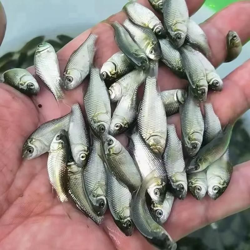 能否提供更多關(guān)于西安魚苗批發(fā)的圖片 能否提供更多關(guān)于西安魚苗批發(fā)的圖片 龍魚百科 第6張