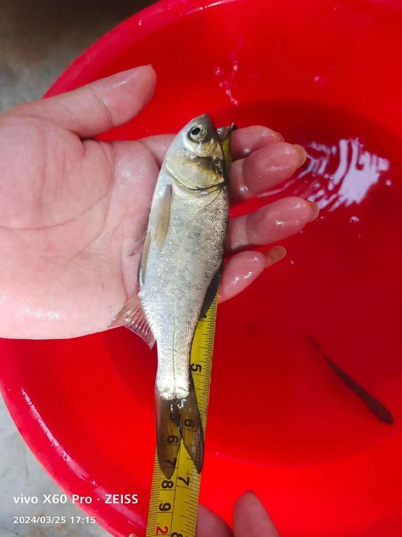 能否提供更多關(guān)于西安魚苗批發(fā)的圖片 能否提供更多關(guān)于西安魚苗批發(fā)的圖片 龍魚百科 第8張