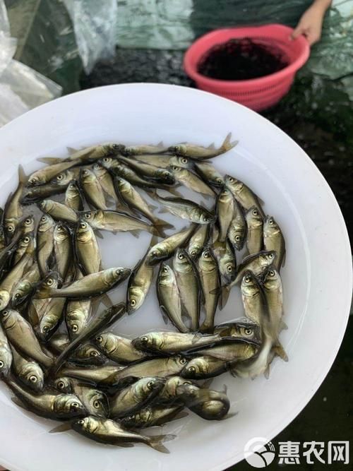 能否提供更多關(guān)于西安魚苗批發(fā)的圖片 能否提供更多關(guān)于西安魚苗批發(fā)的圖片 龍魚百科 第9張