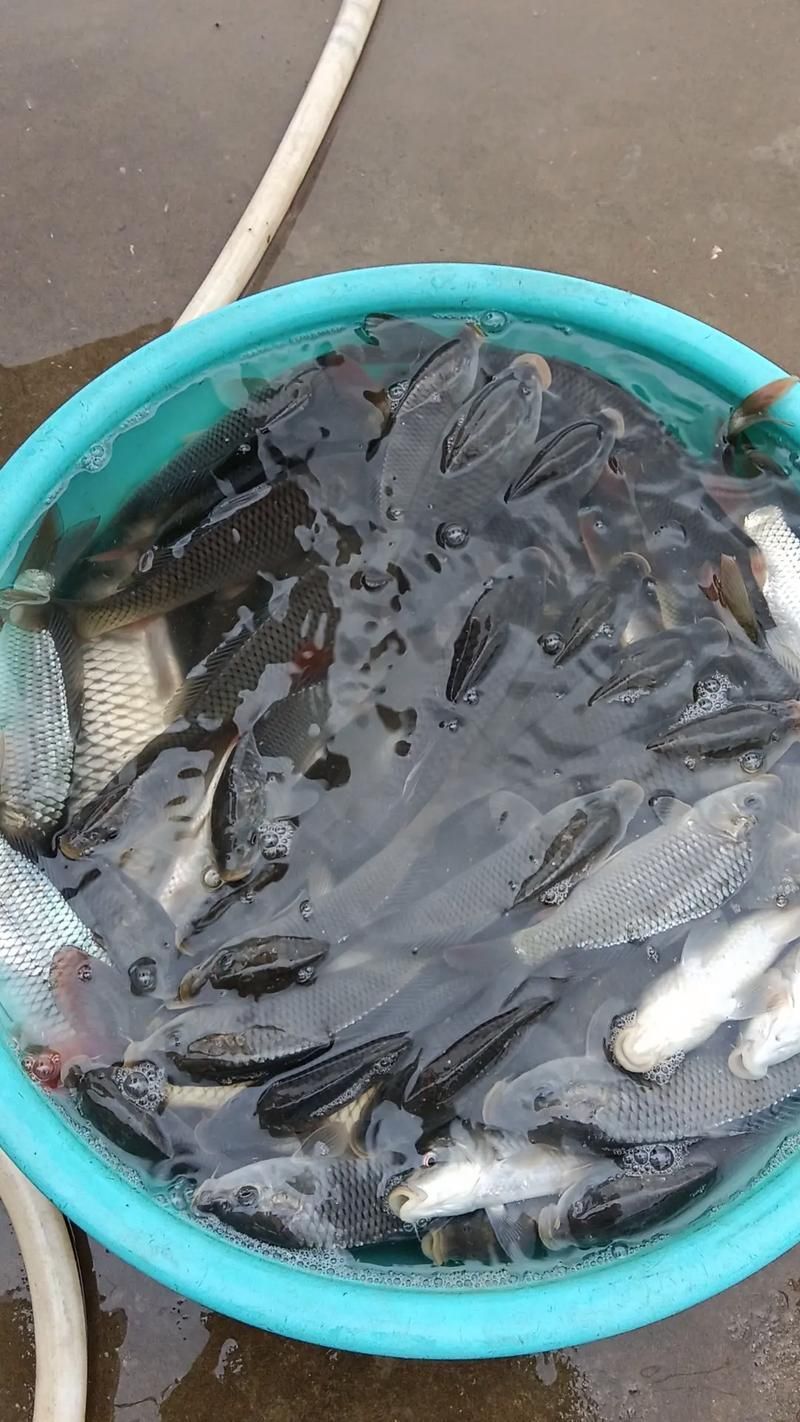 能否提供更多關(guān)于西安魚苗批發(fā)的圖片 能否提供更多關(guān)于西安魚苗批發(fā)的圖片 龍魚百科 第16張