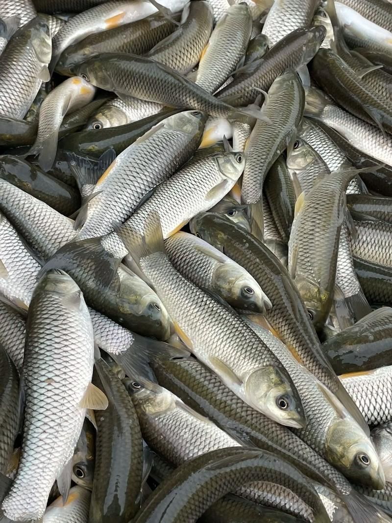 能否提供更多關(guān)于西安魚苗批發(fā)的圖片 能否提供更多關(guān)于西安魚苗批發(fā)的圖片 龍魚百科 第5張