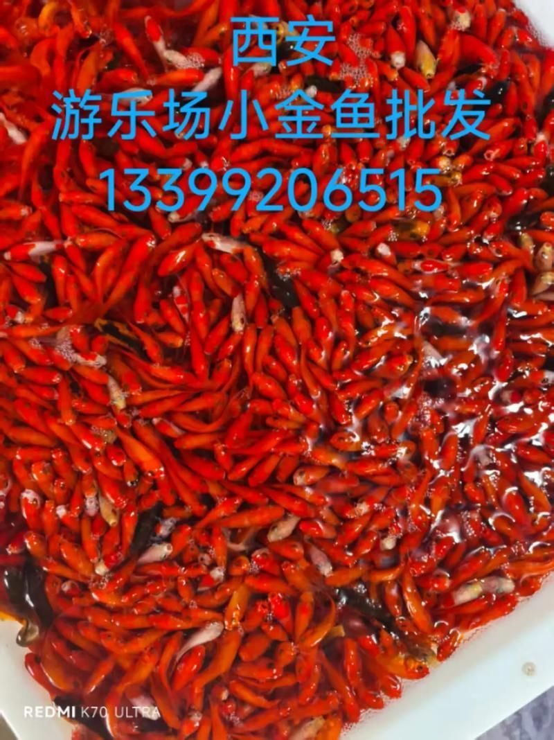 能否提供更多關(guān)于西安魚苗批發(fā)的圖片 能否提供更多關(guān)于西安魚苗批發(fā)的圖片 龍魚百科 第3張