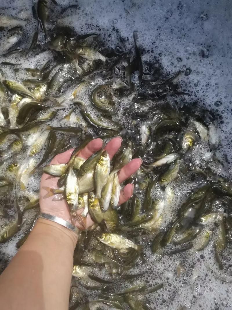 能否提供更多關(guān)于西安魚苗批發(fā)的圖片 能否提供更多關(guān)于西安魚苗批發(fā)的圖片 龍魚百科 第2張