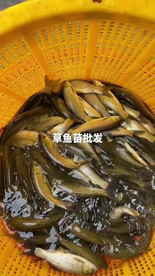 能否提供更多關(guān)于西安魚苗批發(fā)的圖片 能否提供更多關(guān)于西安魚苗批發(fā)的圖片 龍魚百科 第13張