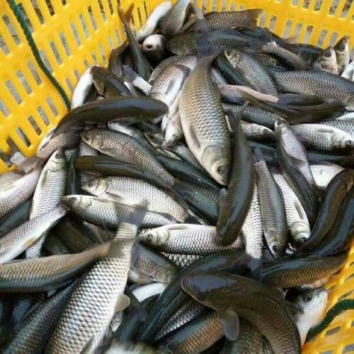 能否提供更多關(guān)于西安魚苗批發(fā)的圖片 能否提供更多關(guān)于西安魚苗批發(fā)的圖片 龍魚百科 第4張