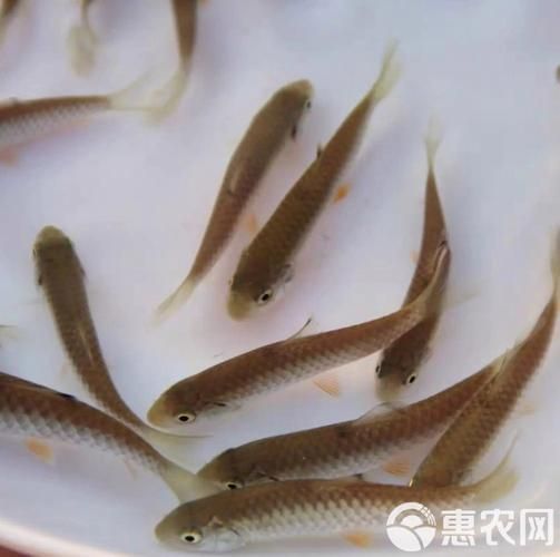 能否提供更多關(guān)于西安魚苗批發(fā)的圖片 能否提供更多關(guān)于西安魚苗批發(fā)的圖片 龍魚百科 第19張