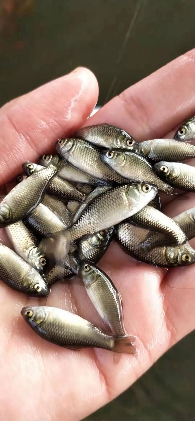 能否提供更多關(guān)于西安魚苗批發(fā)的圖片 能否提供更多關(guān)于西安魚苗批發(fā)的圖片 龍魚百科 第20張