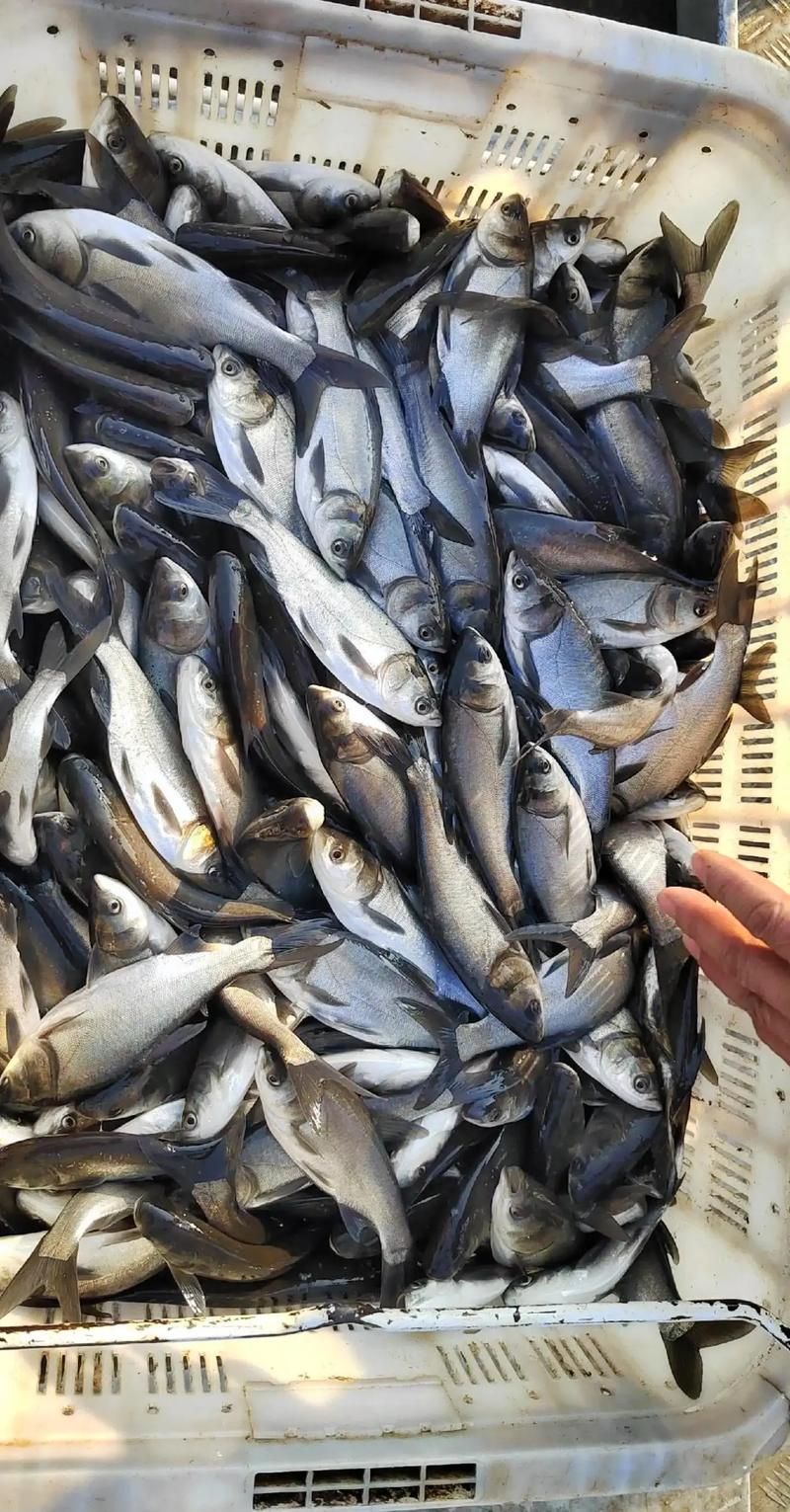 能否提供更多關(guān)于西安魚苗批發(fā)的圖片 能否提供更多關(guān)于西安魚苗批發(fā)的圖片 龍魚百科 第21張