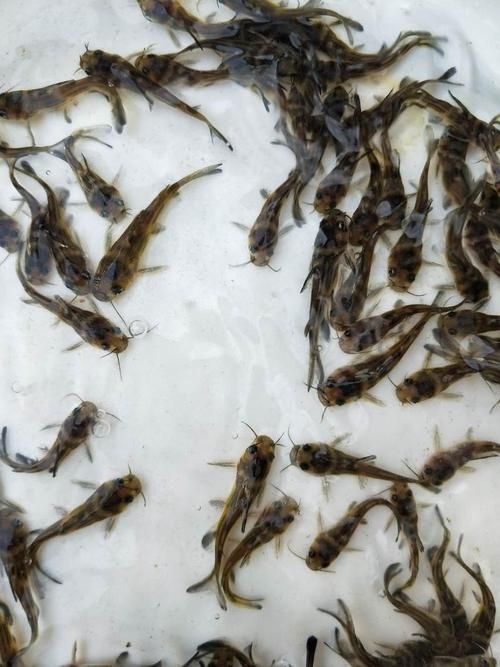 能否提供更多關(guān)于西安魚苗批發(fā)的圖片 能否提供更多關(guān)于西安魚苗批發(fā)的圖片 龍魚百科 第18張