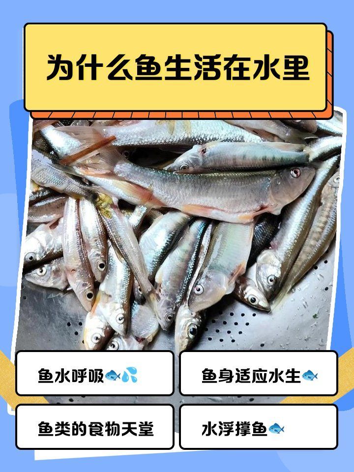 如何判斷烏龜和魚是否適應，如何判斷烏龜和魚是否適應， 如何判斷烏龜和魚是否適應，如何判斷烏龜和魚是否適應， 龍魚百科 第2張