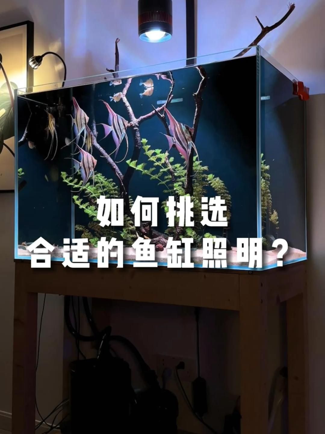 如何選擇適合魚缸的光源，如何選擇適合的魚缸光源 如何選擇適合魚缸的光源，如何選擇適合的魚缸光源 龍魚百科 第2張