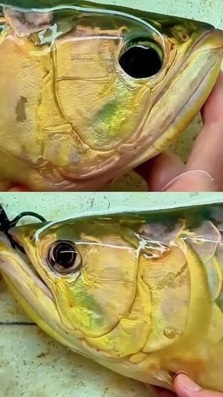 有哪些專業的水族館可以進行龍魚手術？，中國北京龍魚手術 有哪些專業的水族館可以進行龍魚手術？，中國北京龍魚手術 龍魚百科 第3張