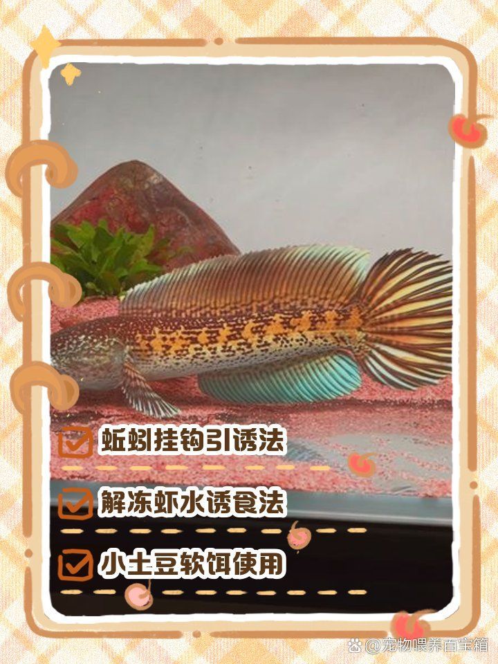 抓雷龍魚需要哪些技巧，抓雷龍魚有哪些技巧 抓雷龍魚需要哪些技巧，抓雷龍魚有哪些技巧 龍魚百科 第1張