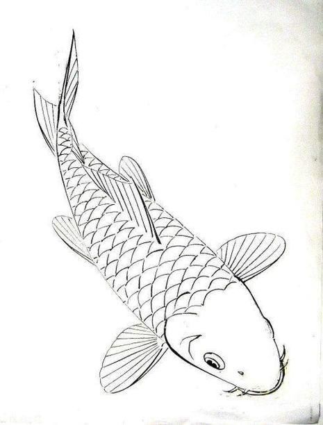 能提供一張龍魚簡筆畫的參考圖嗎？，龍魚簡筆畫可以提供一張龍魚簡筆畫的參考圖嗎？ 能提供一張龍魚簡筆畫的參考圖嗎？，龍魚簡筆畫可以提供一張龍魚簡筆畫的參考圖嗎？ 龍魚百科 第12張
