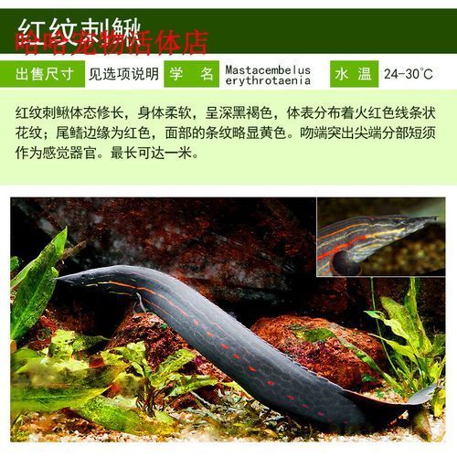 如何安全地接觸小火龍魚，小火龍魚的飼養方式