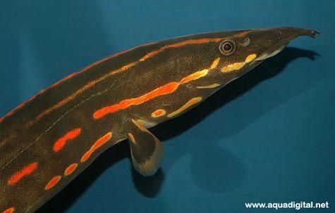 如何安全地接觸小火龍魚，小火龍魚的飼養方式
