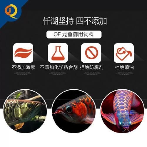 如何選擇適合龍魚的人工飼料？，如何選擇適合龍魚人工飼料