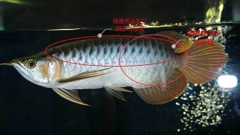 龍魚立鱗能不能自愈，石師傅影綜紀實錄：龍魚鱗片自愈的可能性及其背后的科學原理