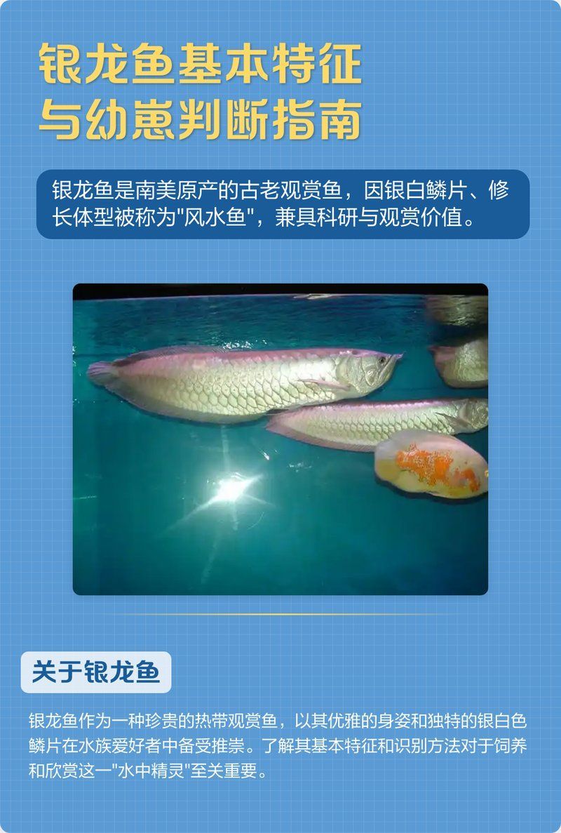 如何區分白化銀龍魚和雪龍魚，白化銀龍魚和雪龍魚哪個更耐養如何區分白化銀龍魚和雪龍魚 如何區分白化銀龍魚和雪龍魚，白化銀龍魚和雪龍魚哪個更耐養如何區分白化銀龍魚和雪龍魚 龍魚百科 第1張