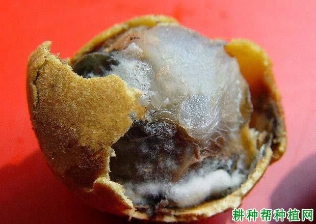 有哪些方法可以防治龍眼爛尾病 有哪些方法可以防治龍眼爛尾病 龍魚百科 第3張