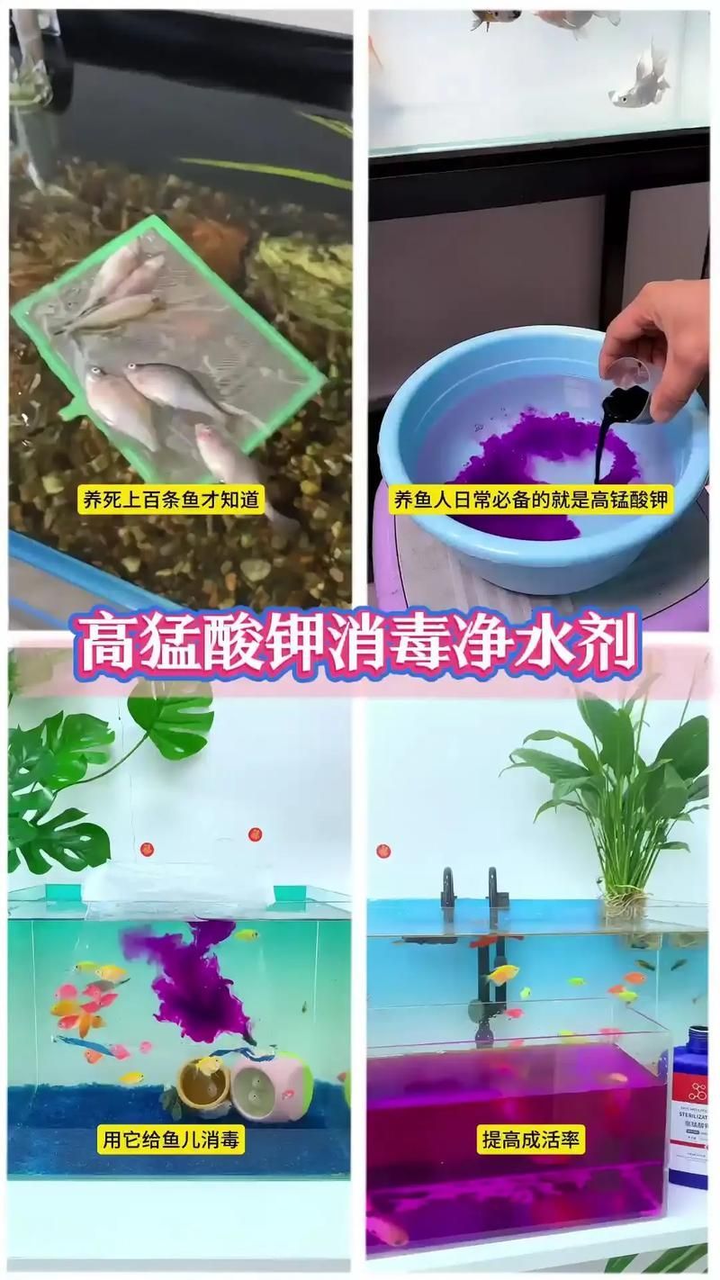 有哪些有效的魚缸細(xì)菌抑制劑，魚缸細(xì)菌抑制劑使用技術(shù) 有哪些有效的魚缸細(xì)菌抑制劑，魚缸細(xì)菌抑制劑使用技術(shù) 龍魚百科 第4張