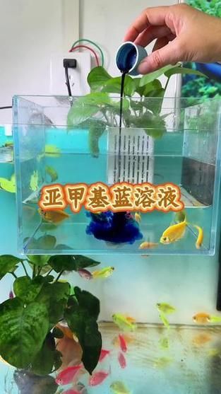 有哪些有效的魚缸細(xì)菌抑制劑，魚缸細(xì)菌抑制劑使用技術(shù) 有哪些有效的魚缸細(xì)菌抑制劑，魚缸細(xì)菌抑制劑使用技術(shù) 龍魚百科 第14張