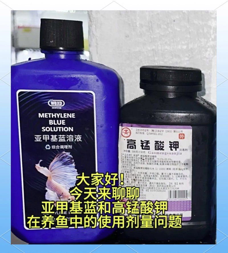 亞甲基藍(lán)治療魚真菌病的具體用法，亞甲基藍(lán):魚類疾病防治全解析 亞甲基藍(lán)治療魚真菌病的具體用法，亞甲基藍(lán):魚類疾病防治全解析 龍魚百科 第2張