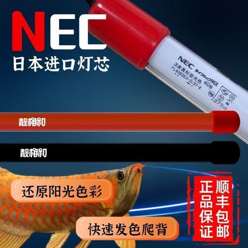 龍魚燈2700和6700哪個更適合新手飼養？，新手飼養龍魚燈2700和6700哪個更適合新手飼養 龍魚燈2700和6700哪個更適合新手飼養？，新手飼養龍魚燈2700和6700哪個更適合新手飼養 龍魚百科 第4張