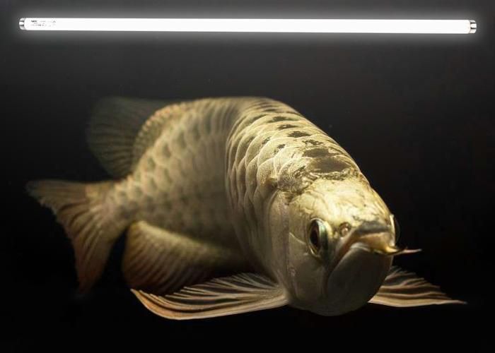 龍魚燈2700和6700哪個更適合新手飼養？，新手飼養龍魚燈2700和6700哪個更適合新手飼養 龍魚燈2700和6700哪個更適合新手飼養？，新手飼養龍魚燈2700和6700哪個更適合新手飼養 龍魚百科 第5張
