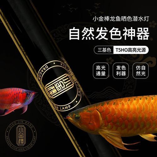 龍魚燈2700和6700哪個更適合新手飼養？，新手飼養龍魚燈2700和6700哪個更適合新手飼養 龍魚燈2700和6700哪個更適合新手飼養？，新手飼養龍魚燈2700和6700哪個更適合新手飼養 龍魚百科 第8張